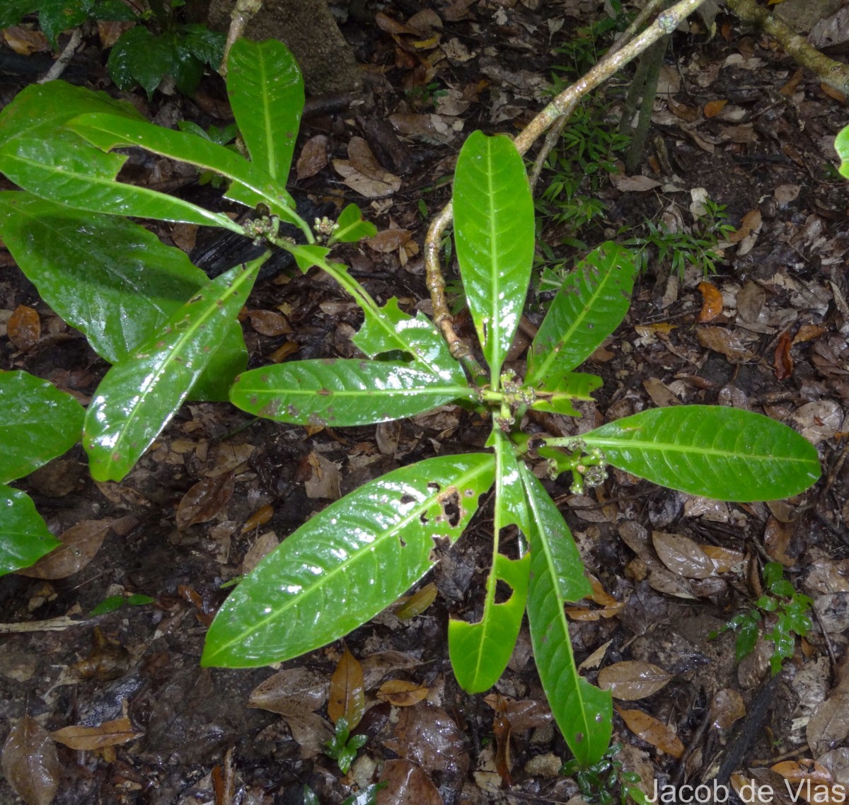 Psychotria nigra var. nigra